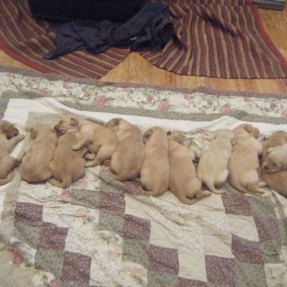 Meet your Posher, Brenda